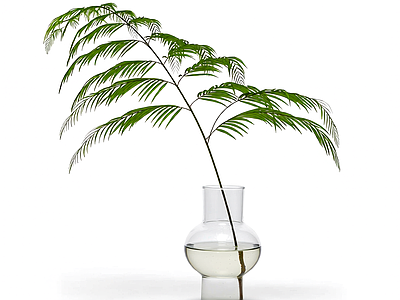 盆栽蕨类植物装饰