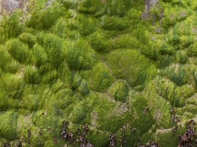 苔藓