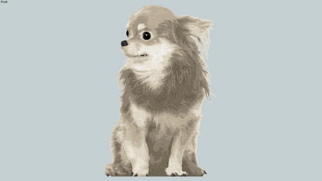 奇瓦瓦狗（2D面对我） 狗 动物 猫 鸢 北极熊