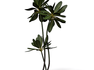 多茎绿植装饰