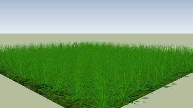 草坪草 田地 草地 户外