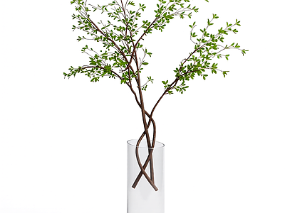 盆栽植物装饰