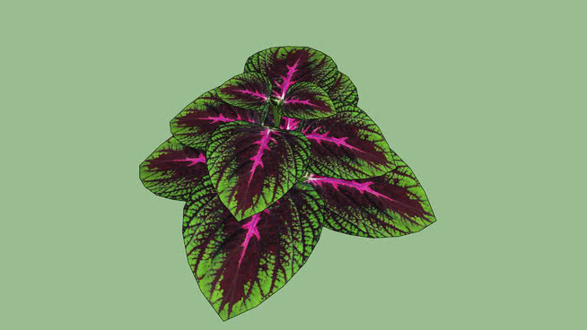 杂交油菜 植物 其他 花 灰蝶 演出