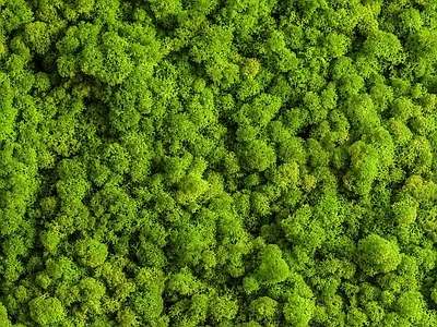 绿植墙