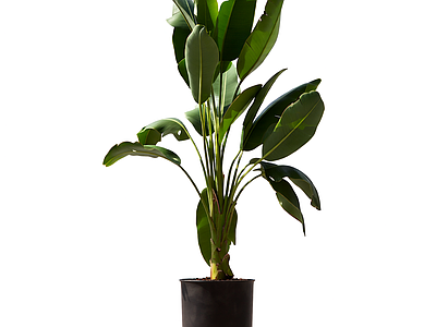 盆栽植物装饰