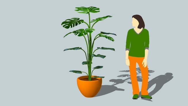 jättipeikonlehti龟背竹 其他 花盆 瓶子