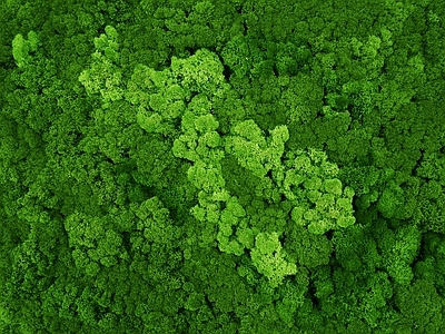 绿植墙