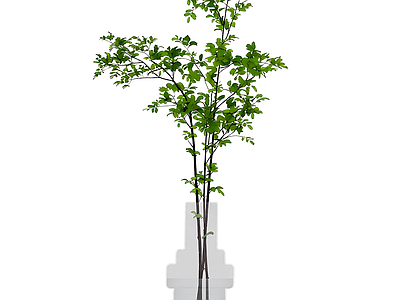 盆栽植物带花盆