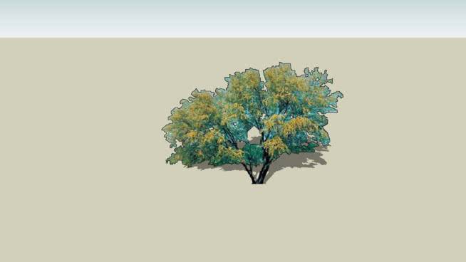 甜相思树 植物 画 饰品 其他 演出