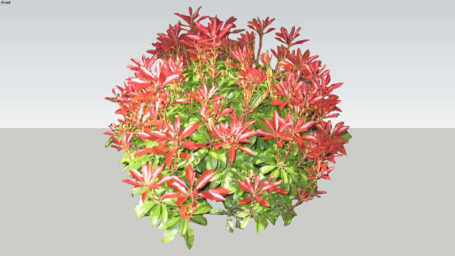 马醉木 花 植物 其他 抹布 演出