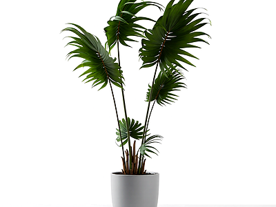 盆栽植物组合