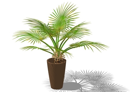 3D棕榈科植物