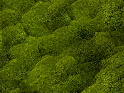 绿植墙