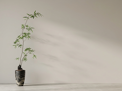 禅意绿植盆栽