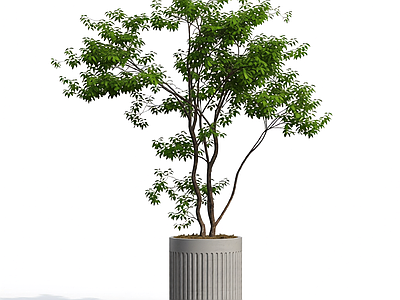盆栽植物组合