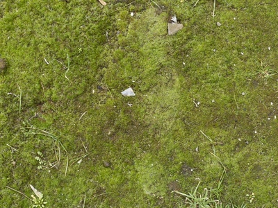 苔藓
