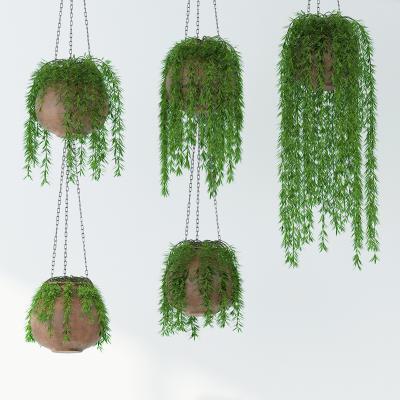 现代绿植 吊篮植物