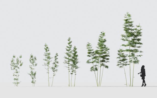 现代竹子 植物 花卉