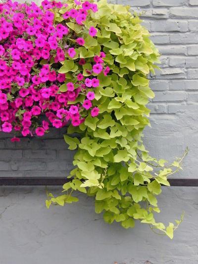植物墙 贴图 自然元素