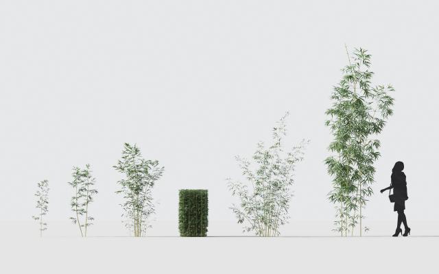 现代竹子 植物 花卉