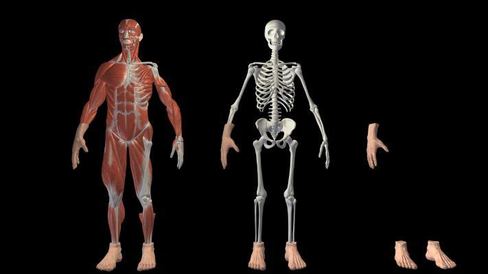 现代医用人体肌肉 骨骼展示 3d人物模型带骨骼