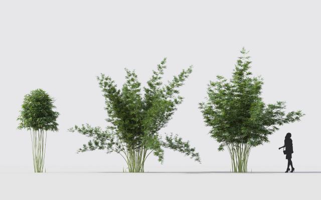 现代竹子 植物 花卉