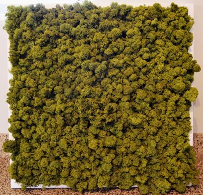植物墙 贴图 自然元素