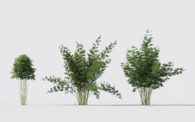 现代绿植竹子组合