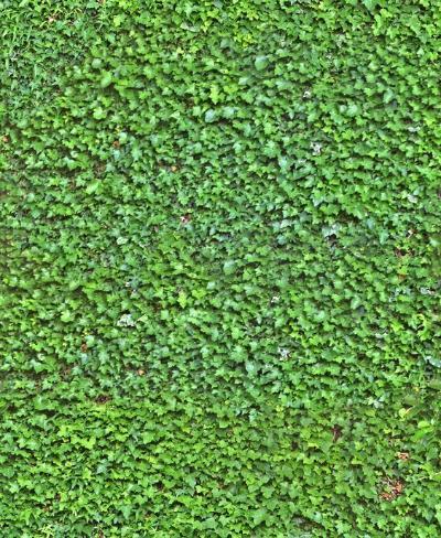 植物墙绿植墙
