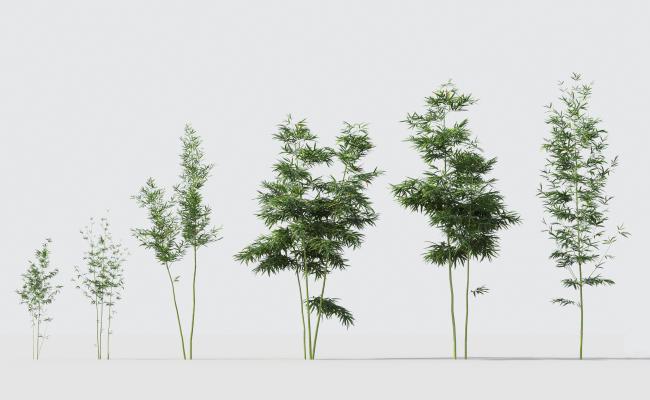 现代绿植竹子组合