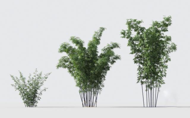 现代绿植竹子组合