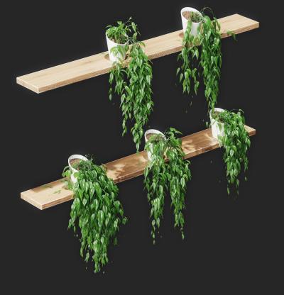 现代植物 吊篮 吊兰