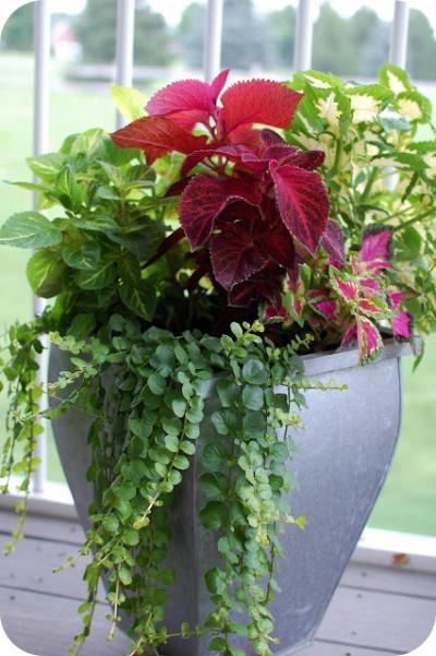 植物墙 贴图 自然元素