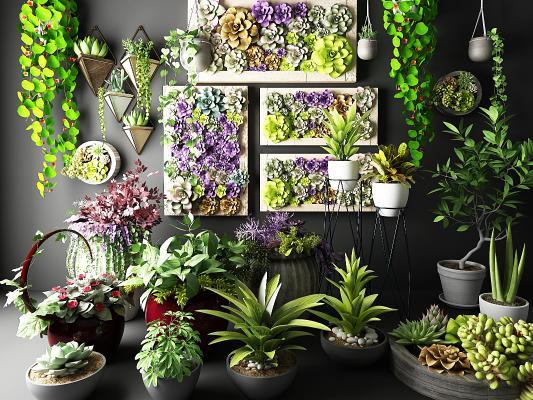 现代植物盆栽多肉 画框 花草吊兰