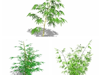 现代花草 绿植