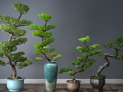 现代植物 盆栽 盆景