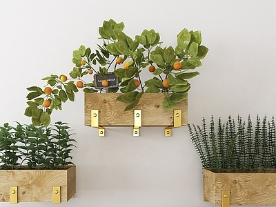 现代植物盆栽组合