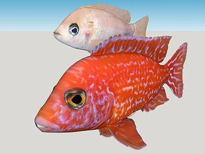 非洲Ciclido, Aulonocara Firefish Coral Red