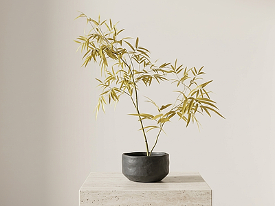 艺术绿植竹子