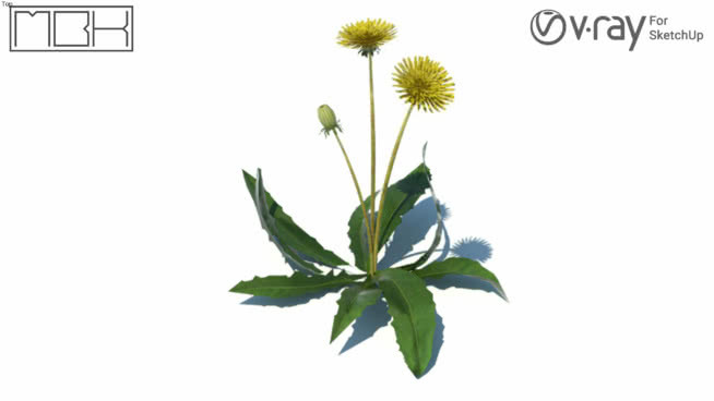 Grass, hight poly, vray ready (059) 其他 花 画