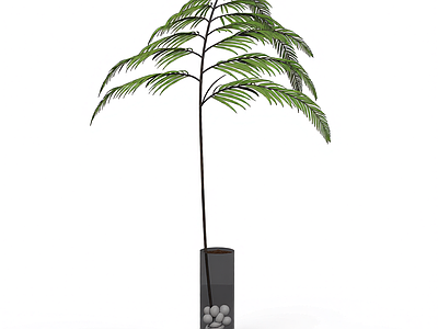 盆栽蕨类植物
