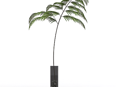 盆栽蕨类植物