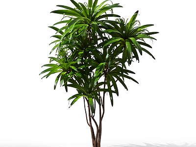 多枝叶植物模型