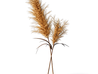 芦苇植物模型