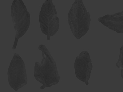 绿植墙