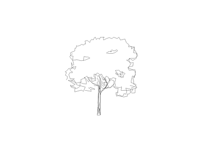 组团植物平立面图 火焰木立