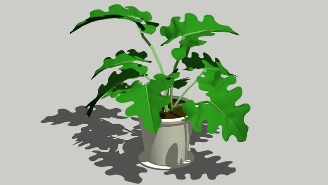 春羽 植物 画 其他 犀鸟 巨嘴鸟