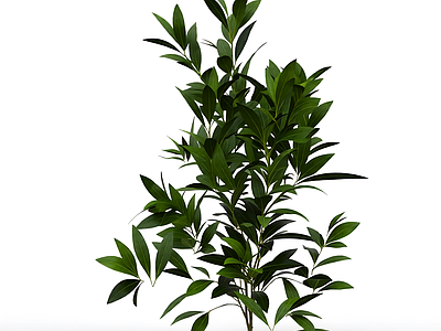 绿色植物模型