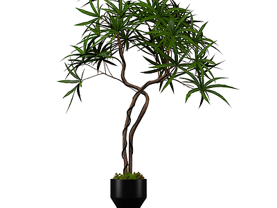 盆栽植物带花盆