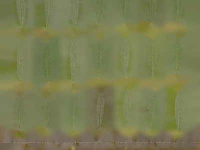绿植墙